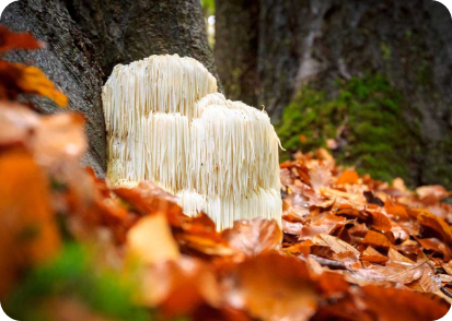 Mushroom Coffee uitgelegd: wat het is, voor wie het geschikt is en waarom mensen overstappen